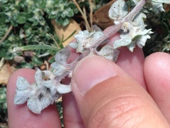 Guilleminea densa