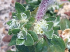 Guilleminea densa