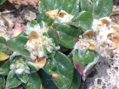 Guilleminea densa