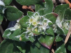 Guilleminea densa