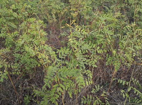 Cultivated Licorice (Glycyrrhiza glabra)