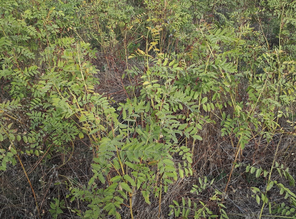 Cultivated Licorice (Glycyrrhiza glabra)