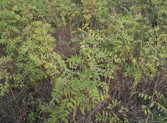 Réglisse (Glycyrrhiza glabra)