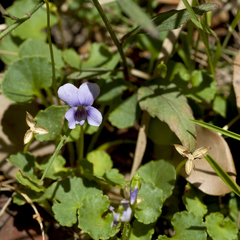 Viola perreniformis