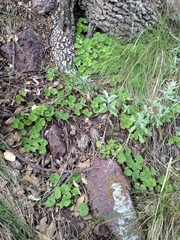 Dichondra brachypoda