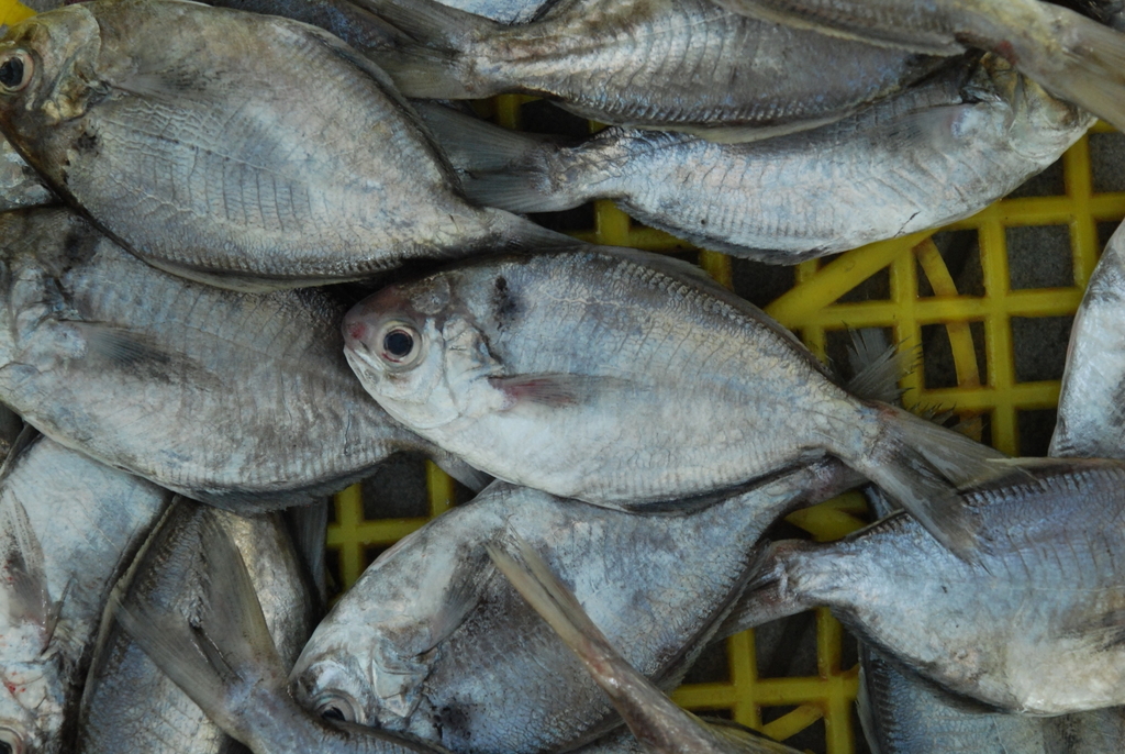 Japanese Butterfish