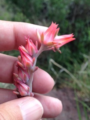 Echeveria strictiflora