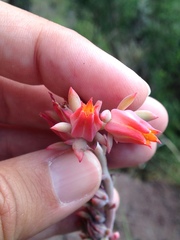 Echeveria strictiflora