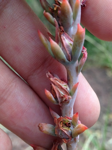 Echeveria strictiflora