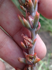 Echeveria strictiflora