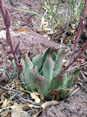 Echeveria strictiflora