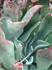 Echeveria strictiflora