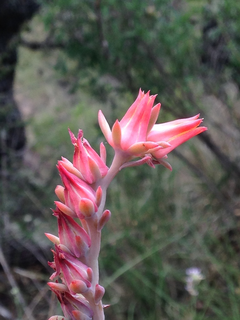 Echeveria strictiflora, Jeff Davis County, TX, USA