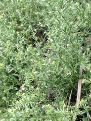 Galium microphyllum