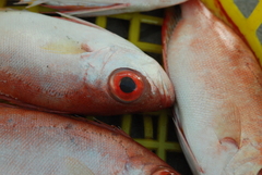 Priacanthus macracanthus