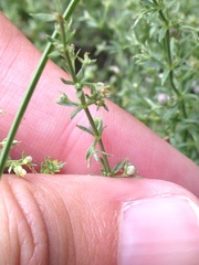Galium microphyllum