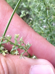 Galium microphyllum