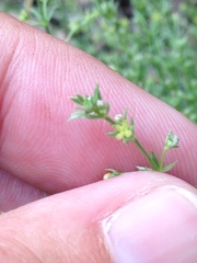 Galium microphyllum