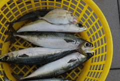 Scomber australasicus