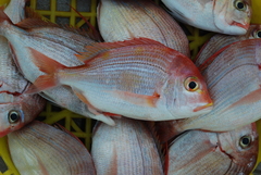 Dentex hypselosomus