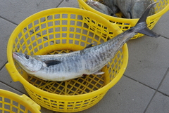 Scomberomorus commerson