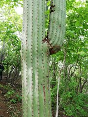 Cephalocereus nudus