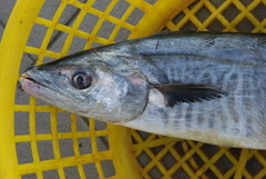 Scomberomorus commerson