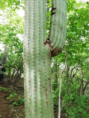 Cephalocereus nudus
