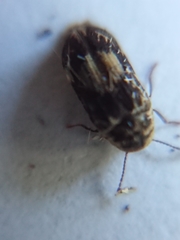 Leanobium flavomaculatum