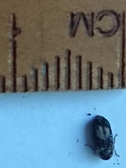 Leanobium flavomaculatum