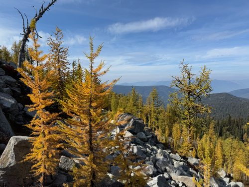 Subalpine larch (Larix lyallii)