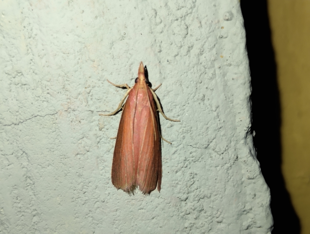 Emmalocera endopyrella
