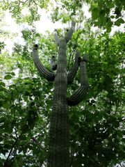 Cephalocereus nudus