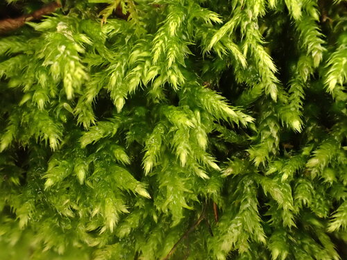 Brachythecium tommasinii, 2025-09-28