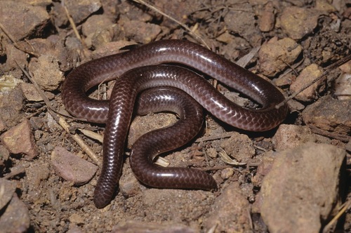 Photo of a Amaral's Blind Snake (Trilepida koppesi)