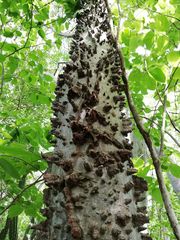 Amphipterygium glaucum