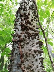 Amphipterygium glaucum