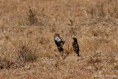 Myrmecocichla aethiops