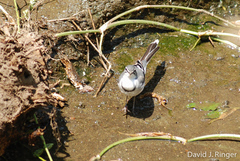 Motacilla clara