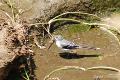 Motacilla clara