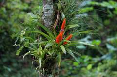 Tillandsia multicaulis