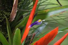 Tillandsia multicaulis