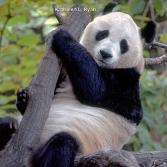 Ailuropoda melanoleuca