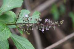 Ocimum carnosum