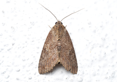 Odontodes seranensis
