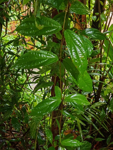 Tiliacora triandra, 2025-09-29