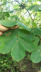 Bursera grandifolia