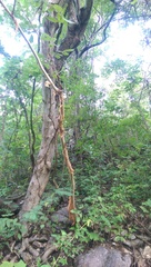 Bursera grandifolia