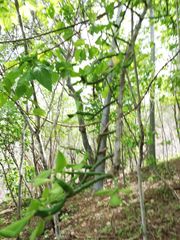Pereskiopsis kellermanii