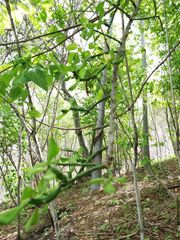 Pereskiopsis kellermanii